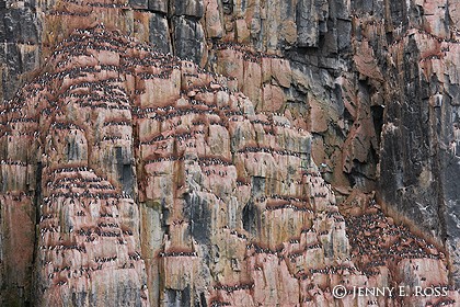 Nesting Brünnich’s Guillemots (Uria lomvia)