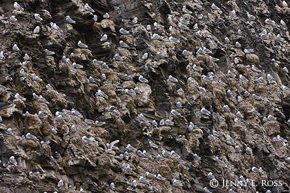 Nesting Black-Legged Kittiwakes (Rissa tridactyla)