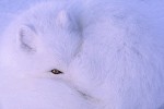 Arctic Fox (Alopex lagopus)