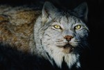 Canadian Lynx (Lynx canadensis)