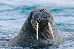 Atlantic Walrus (Odobenus rosmarus rosmarus)