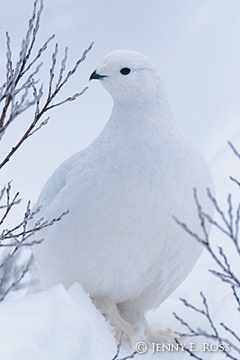 Rock Ptarmigan (Lagopus muta)