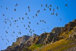 Little Auks (Alle alle), Bellsund, Spitsbergen