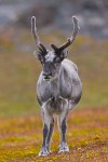 Svalbard Reindeer (Rangifer tarandus platyrhynchus)