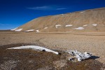 Decomposing whale bones nourishing arctic flora in polar desert