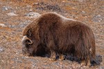 Musk Ox (Ovibos moschatus)