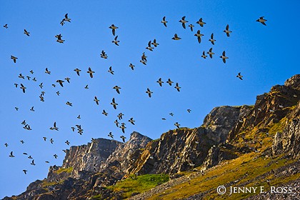 Little Auks (Alle alle), Bellsund, Spitsbergen