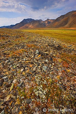 Arctic Tundra, Eastern Siberia, Russia