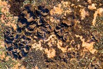 Lichens on rock exposed by the receding Greenland Ice Sheet, Northwest Greenland