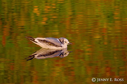 Fledgling Black-Legged Kittiwake (Rissa tridactyla)