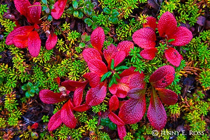 Tundra plants in autumn colors, Chukotka