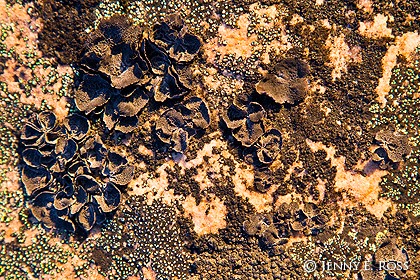 Lichens on rock exposed by the receding Greenland Ice Sheet, Northwest Greenland