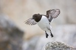 Little Auk (Alle alle), Spitsbergen