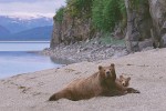 Katmai Coast Mother & Cub