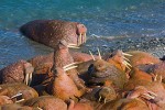 Pacific Walruses (Odobenus rosmarus divergens)