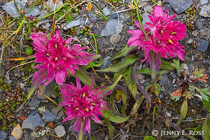 Arctic Paintbrush (Castilleja elegans)