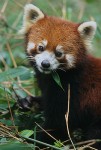 The Red Panda