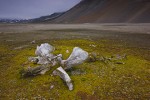 Decomposing whale bones at former whaling station nourish tundra flora in polar desert, Spitsbergen