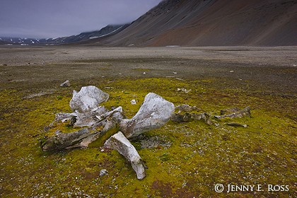 Decomposing whale bones at former whaling station nourish tundra flora in polar desert, Spitsbergen