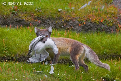 Arctic Fox & Fledgling Black-legged Kittiwake