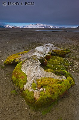 Decomposing whale bone nourishing arctic flora, Spitsbergen
