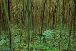 Bamboo Forest