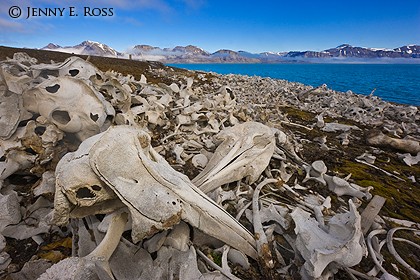 Beluga whale bones at site of abandoned whaling station, Spitsbergen