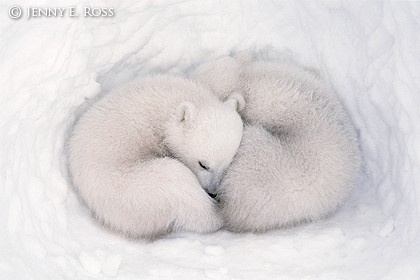 Twin polar bear cubs sleeping in a snow den