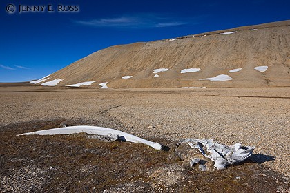 Decomposing whale bones nourishing arctic flora in polar desert