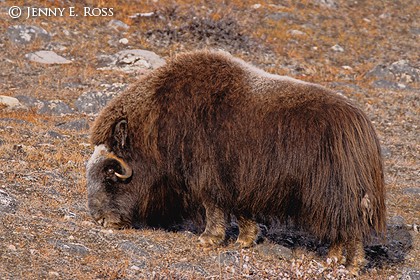 Musk Ox (Ovibos moschatus)