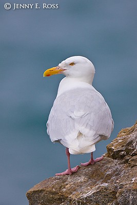 Glaucous Gull (Larus hyperboreus)