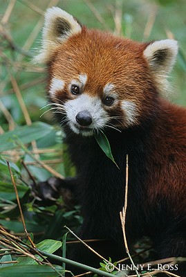 The Red Panda