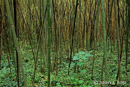 Bamboo Forest