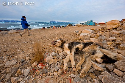 Dead sled dog, "euthanized" due to lack of sea ice