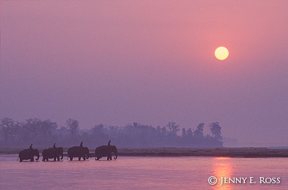 Elephants Crossing