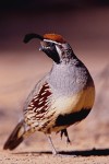 Gambel's Quail (Callipepla gambelii), male