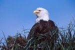 American Bald Eagle (Haliaeetus leucocephalus)