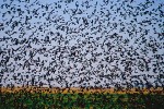 Red-Winged Blackbirds (Agelaius phoeniceus)