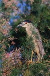 Black-Crowned Night-Heron (Nycticorax nycticorax), adult