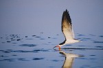 Black Skimmer (Rhynchops niger niger)