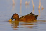 Northern Cinnamon Teal (Anas cyanoptera septentrionalium), male