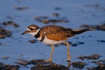 Killdeer (Charadrius vociferous)