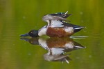 Northern Shoveler (Anas clypeata), male