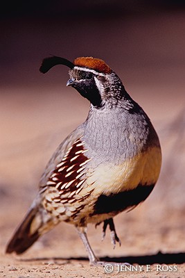 Gambel's Quail (Callipepla gambelii), male