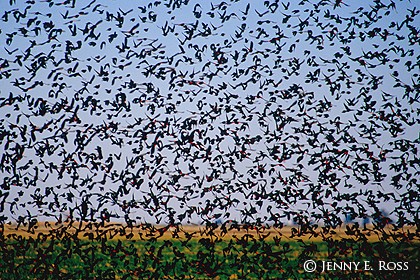 Red-Winged Blackbirds (Agelaius phoeniceus)