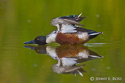 Northern Shoveler (Anas clypeata), male