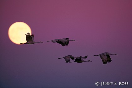 Greater Sandhill Cranes (Grus canadensis tabida) with full moon at sunset