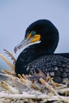 Double-Crested Cormorant (Phalacrocorax auritus albociliatus), adult on nest