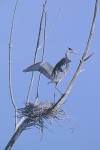 Great Blue Heron (Ardea herodias)