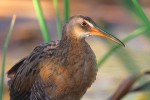 Yuma Clapper Rail (Rallus longirostris yumanensis)